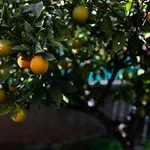 Florit Flats - The Orange Lemon Tree House