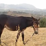 Los Barrancos