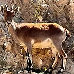 Angustias