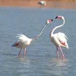 Sanpedro