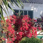 La Buganvilla