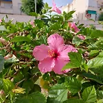 Spacious Flat 100M From Beach-Nerja-Spain
