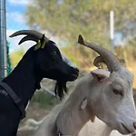 Mas De Muntaner
