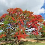 Kruger View Tree House