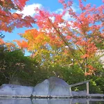 Kasuga No Mori