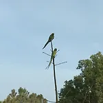 Yaka-Bongo