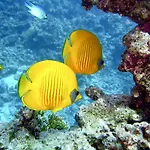 Aotearoa