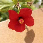 Brisa - Casa En L'Ampolla Con Jardin Privado Y Acceso A La Playa